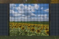 Sonnenblumen und bewölkter Himmel Motivsichtschutz zaunblick zb221-017 A